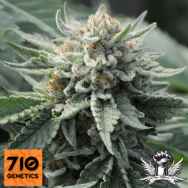 710 Genetics Seeds Tropical Berry